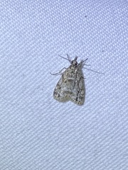 Eudonia heterosalis