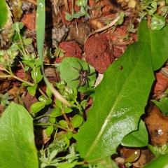 Artoriopsis