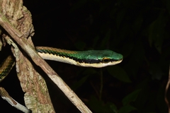 Leptophis mexicanus