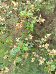 Pomaderris racemosa