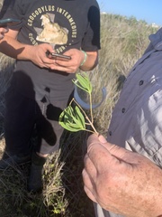 Baccharis halimifolia