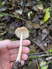 Leratiomyces squamosus