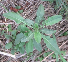 Oenothera laciniata