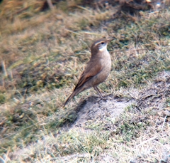 Cinclodes comechingonus