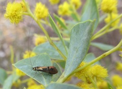 Nemophora orichalcias