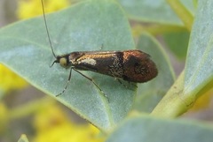 Nemophora orichalcias