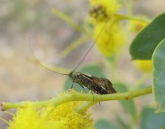 Nemophora orichalcias