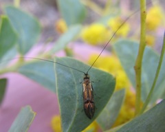Nemophora orichalcias