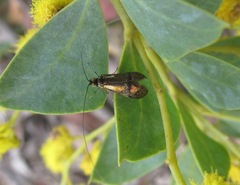 Nemophora orichalcias