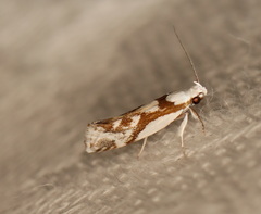 Lichenaula laniata