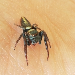 Opisthoncus polyphemus