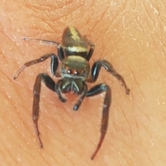 Opisthoncus polyphemus