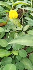 Arachis