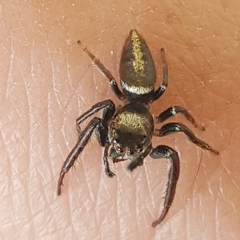 Opisthoncus polyphemus