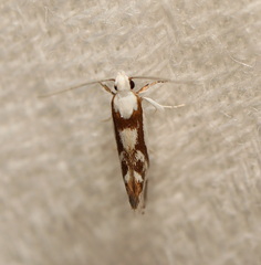 Lichenaula laniata