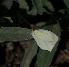Abaeis mexicana