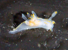 Ancula gibbosa