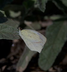 Abaeis mexicana