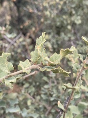 Quercus turbinella