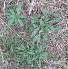 Oenothera laciniata