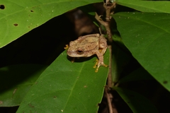 Dendropsophus microcephalus