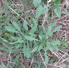 Oenothera laciniata
