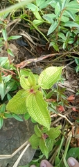 Miconia crenata