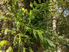 Epidendreae