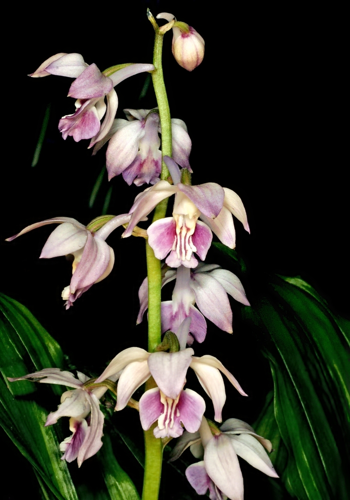 Calanthe aristulifera (Calanthe aristulifera)