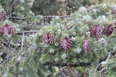 Pseudotsuga