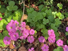 Oxalis bowiei