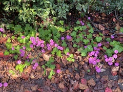 Oxalis bowiei