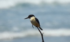 Todiramphus sanctus vagans