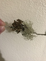 Platismatia tuckermanii