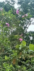 Mansoa alliacea