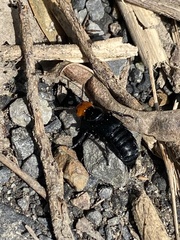 Creophilus erythrocephalus