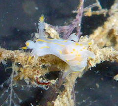 Ancula gibbosa