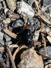 Creophilus erythrocephalus