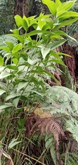 Melicytus ramiflorus