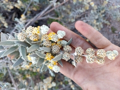 Buddleja cordobensis