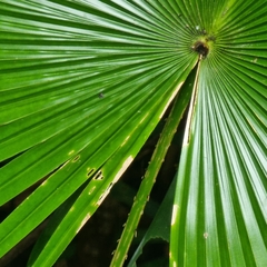 Livistona chinensis