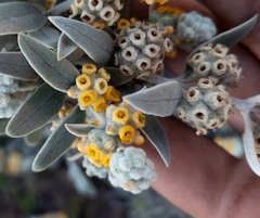 Buddleja cordobensis