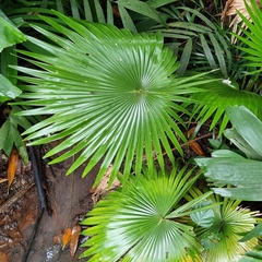 Livistona chinensis