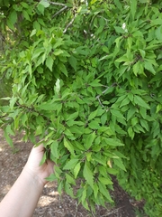 Plagianthus regius regius