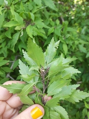 Plagianthus regius regius