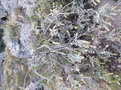 Buddleja cordobensis