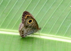 Ypthima huebneri