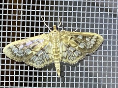 Herpetogramma thestealis