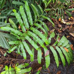 Acrostichum speciosum