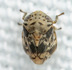 Clastoptera laevigata